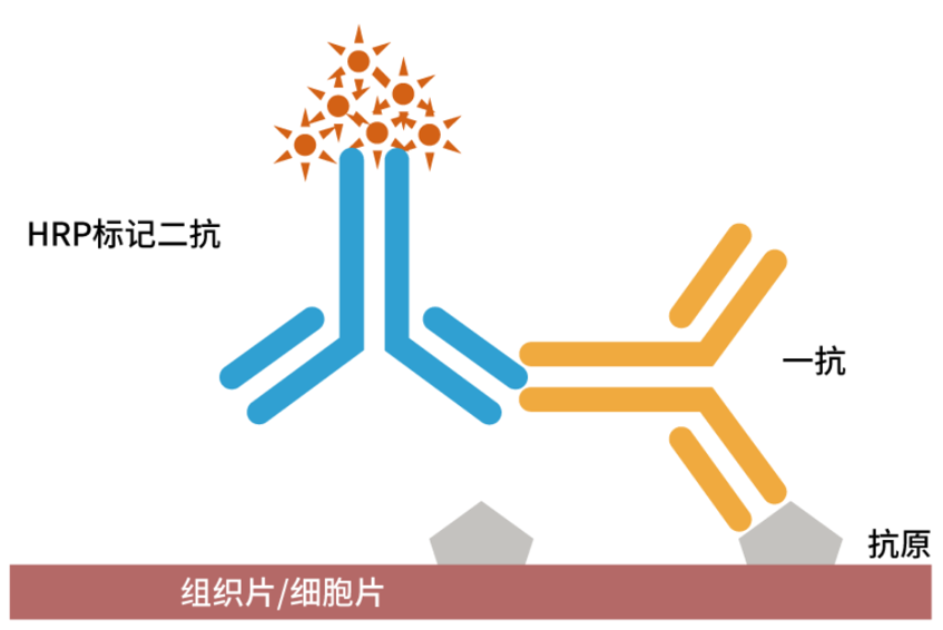 微信图片_2026-08-12_114307_593.png